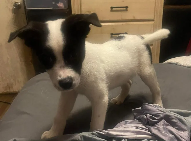 Maxx Pka Tyler Smurf thumbnail 6