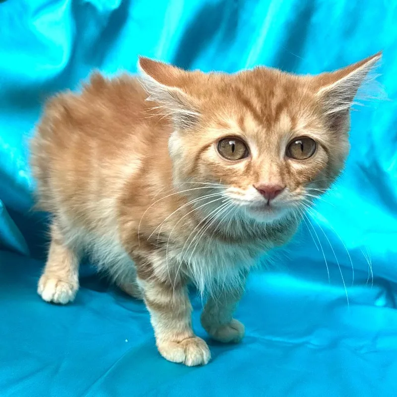 A baby small-sized male Orange / Red Domestic Medium Hair cat named Charlie s for adoption in Sequatchie, TN