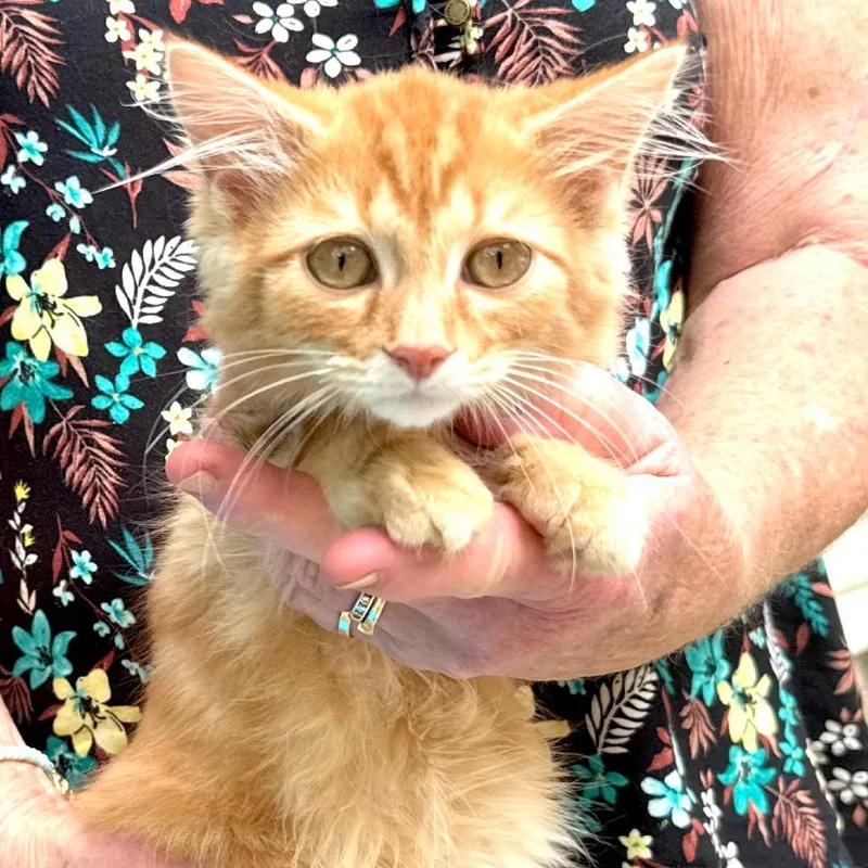 Charlie s thumbnail 2