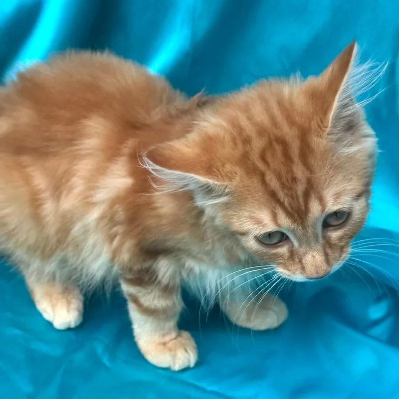Charlie s thumbnail 3