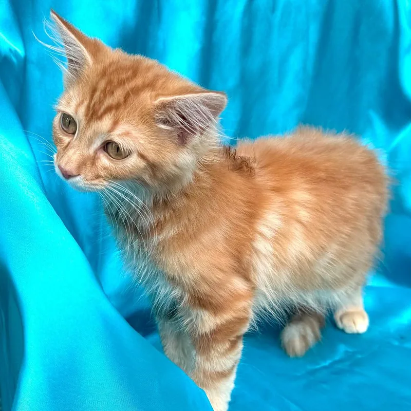 Charlie s thumbnail 5