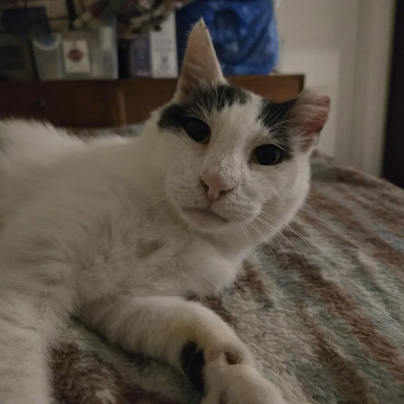 A senior medium-sized male White Domestic Short Hair cat named Bubbles for adoption in Miami, FL
