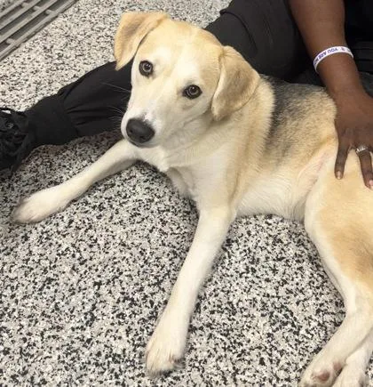 An adult medium-sized female Beagle dog named Maybelline for adoption in West Chester, PA