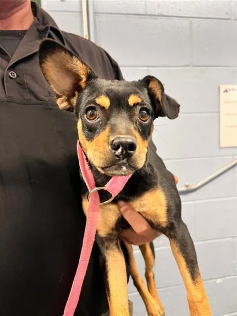A young small-sized male Terrier dog named Metapod for adoption in Woodland, CA