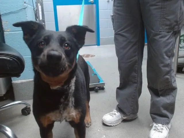 An adult medium-sized female Australian Cattle Dog / Blue Heeler dog named Akesha for adoption in Albuquerque, NM