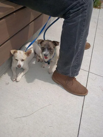A young small-sized male Mixed Breed dog named Dae Dae for adoption in Atlanta, GA