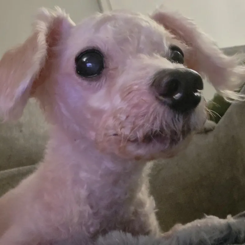 A senior small-sized female Shih poo dog named Kintsugi for adoption in Plano, TX