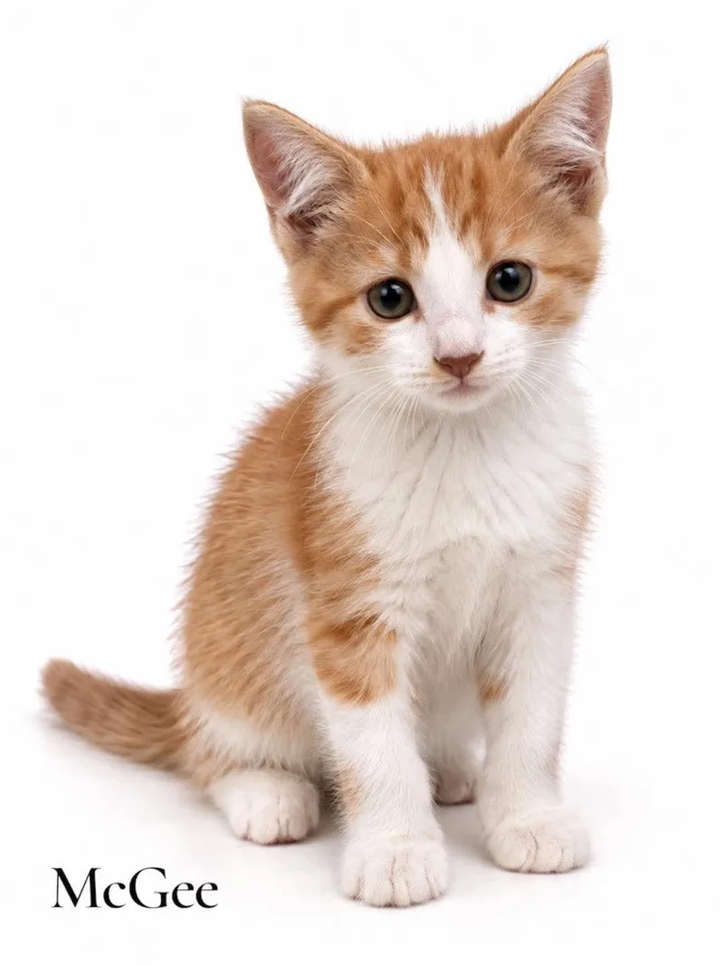 A baby medium-sized male Domestic Short Hair cat named McGee for adoption in Stevensville, MI