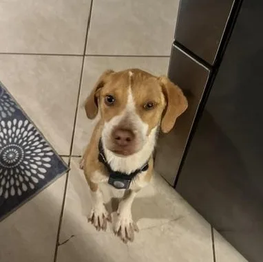 A baby medium-sized female Golden Beagle dog named Peanut Butter for adoption in Rock Hill, SC