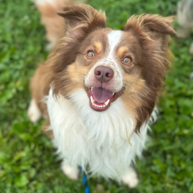 An adult small-sized male Australian Shepherd dog named Bear for adoption in Philadelphia, PA