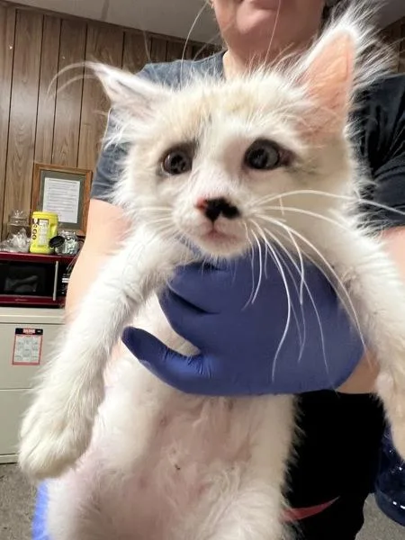 A baby small-sized female Domestic Long Hair cat named Marisol for adoption in Vallejo, CA