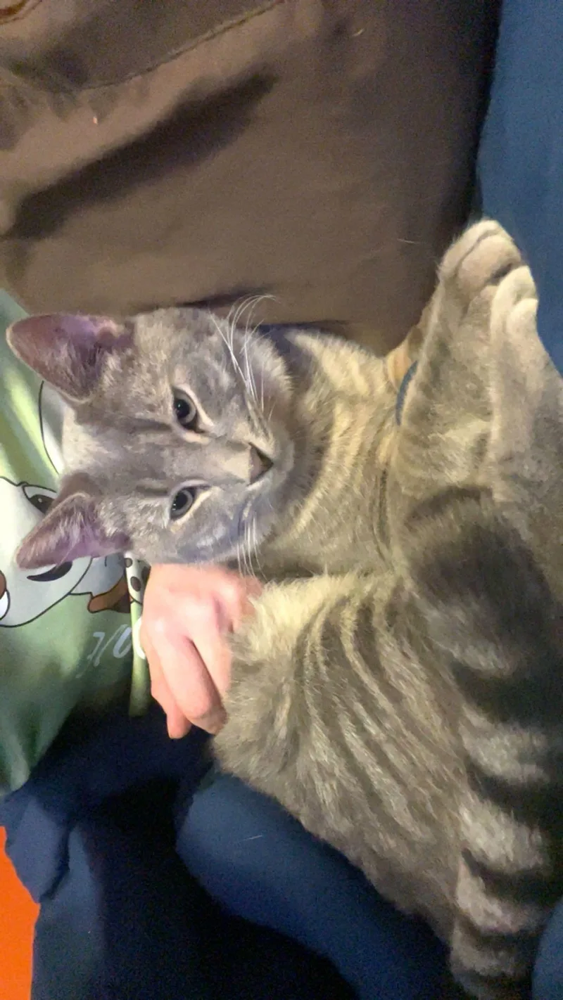 An adult medium-sized male Domestic Short Hair cat named Scout for adoption in Towanda, PA