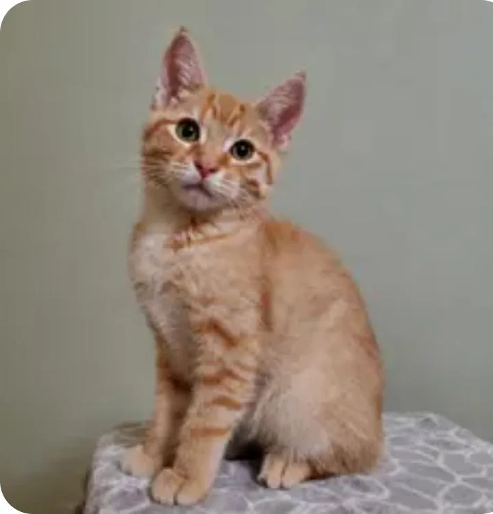 A baby medium-sized male Tabby (Orange / Red) Domestic Short Hair cat named Chester for adoption in Reeseville, WI