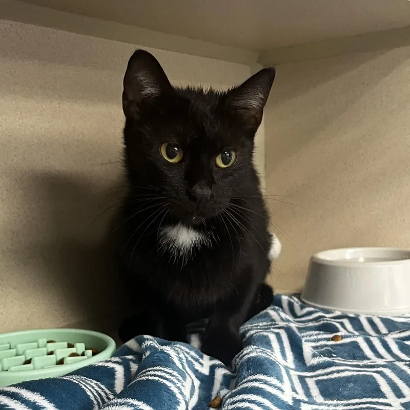 An adult medium-sized female Black Domestic Short Hair cat named Betty for adoption in Marshalltown, IA