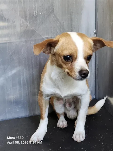 A young small-sized male Chihuahua dog named Armando for adoption in San Antonio, TX