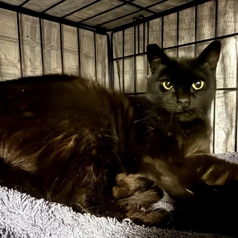 An adult small-sized female Black Domestic Short Hair cat named Selina for adoption in Pacific Palisades, CA