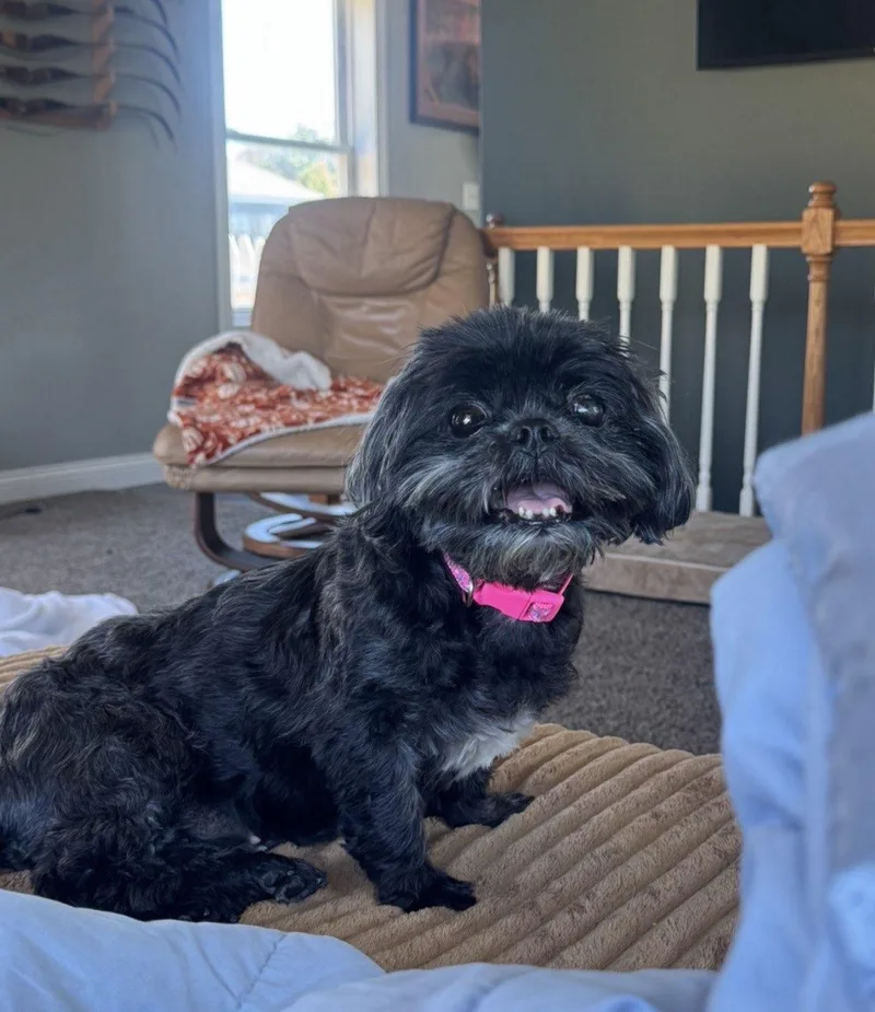 A senior small-sized female Mixed Breed dog named Betty Boop for adoption in Adrian, MI