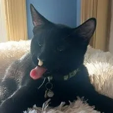 A baby large-sized male Black Domestic Short Hair cat named Aspin [and Penelope] for adoption in Avondale, PA