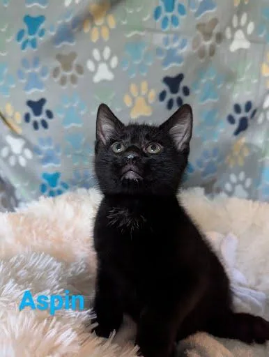Aspin [and Penelope] thumbnail 3