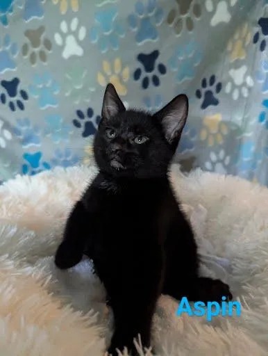 Aspin [and Penelope] thumbnail 4