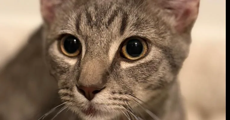 A young medium-sized male Domestic Short Hair cat named Dutch Oven for adoption in Dallas, TX
