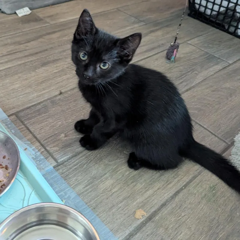 A baby small-sized male Black Domestic Short Hair cat named Riot for adoption in Newcastle, OK