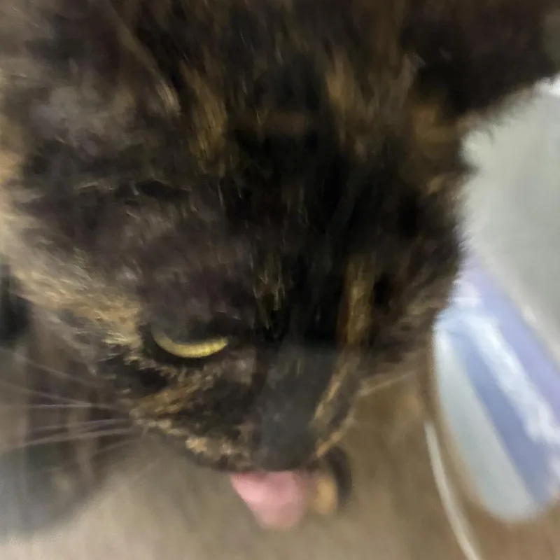An adult small-sized female Domestic Short Hair cat named 72675 for adoption in Harrisonburg, VA