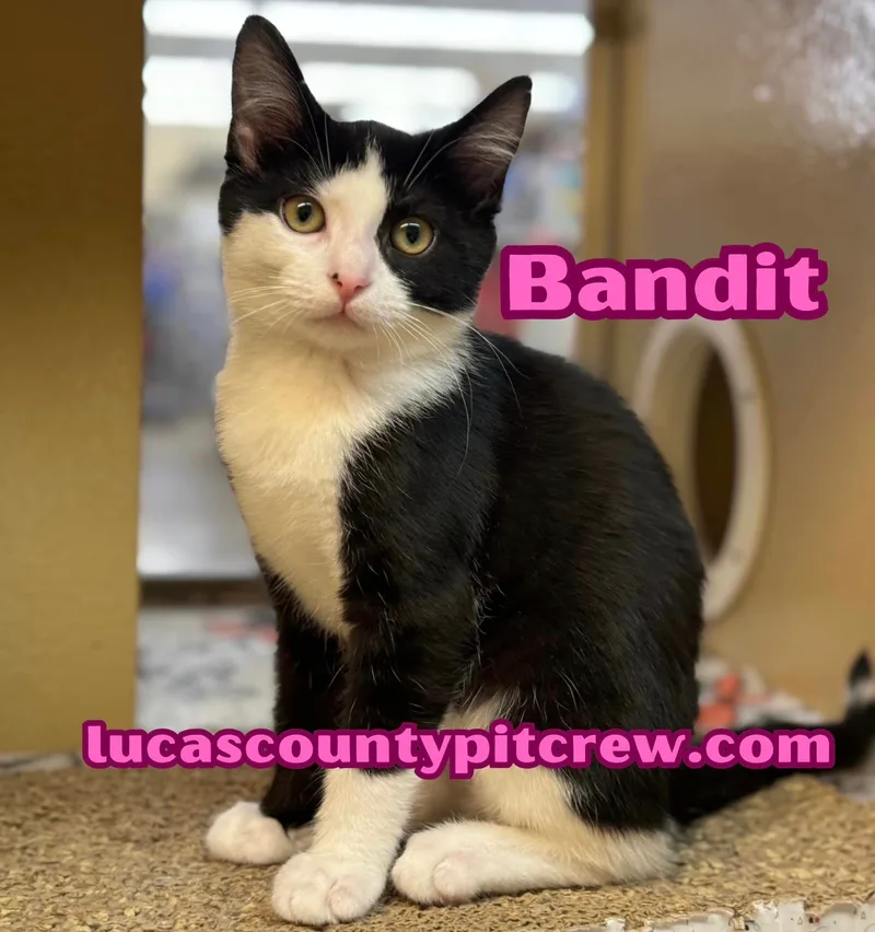 Bandit thumbnail 2