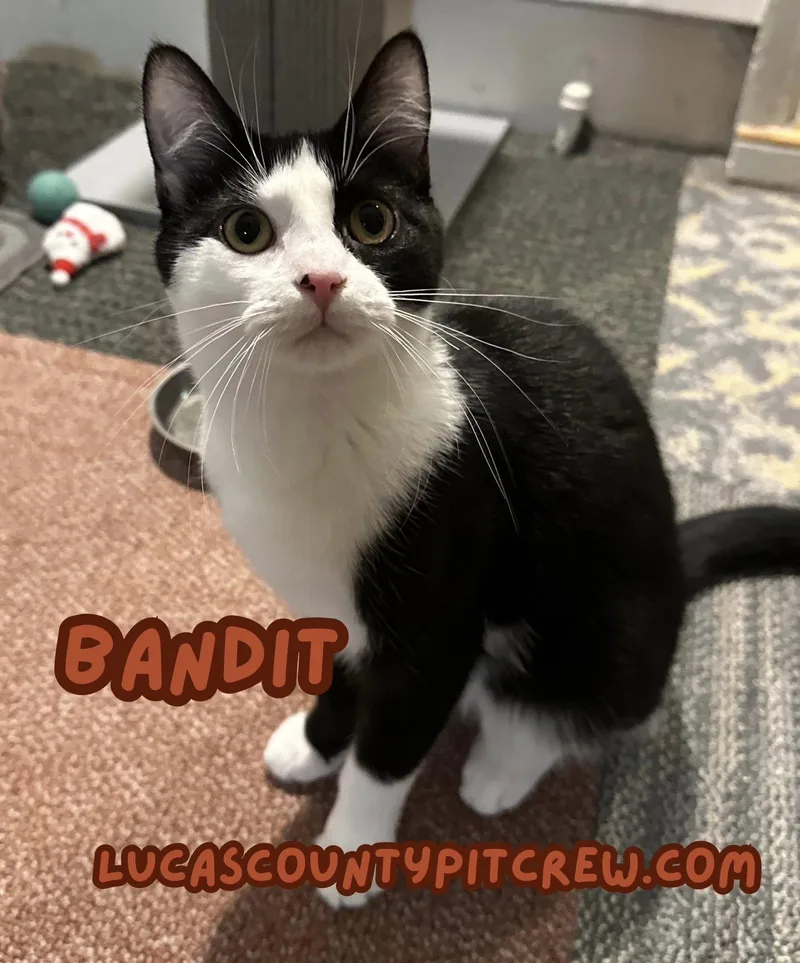 A young medium-sized female Black & White / Tuxedo Tuxedo cat named Bandit for adoption in Toledo, OH