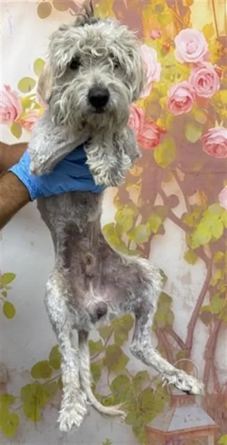 An adult small-sized male Maltese dog named Niffler for adoption in San Bernardino, CA