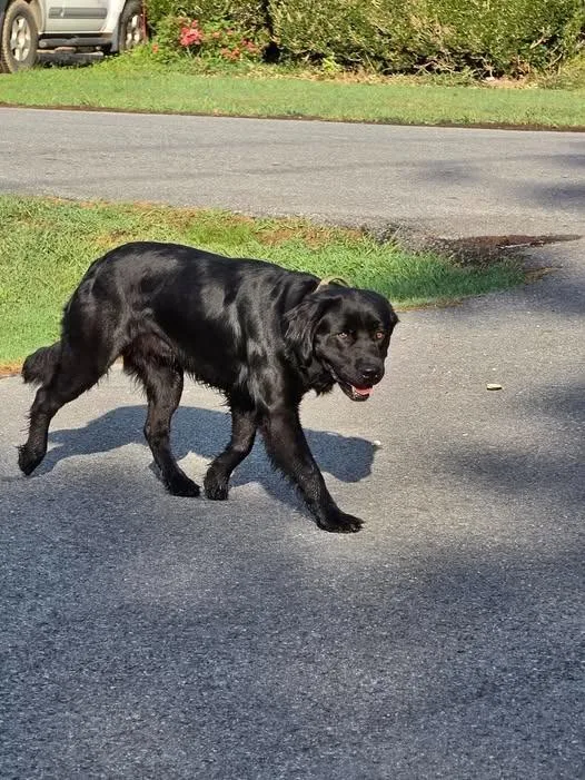 A young medium-sized male Labrador Retriever dog named Badger for adoption in Shelbyville, TN