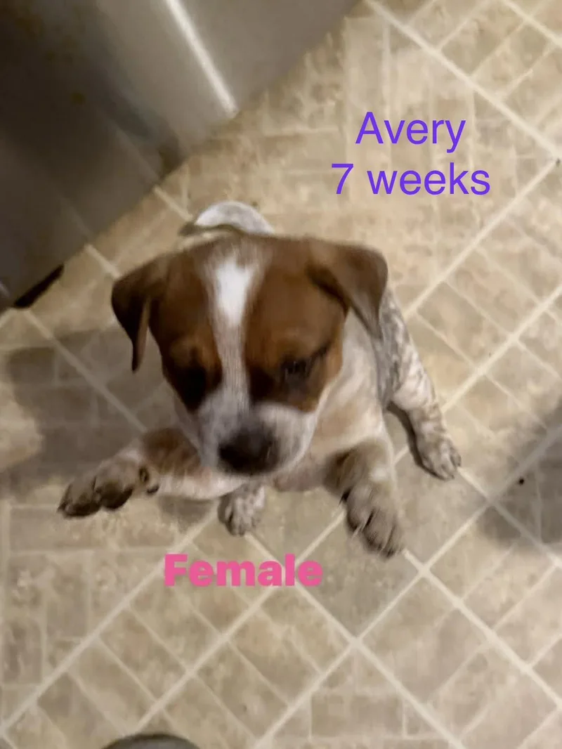 A baby small-sized female Australian Cattle Dog / Blue Heeler dog named Avery for adoption in Welling, OK