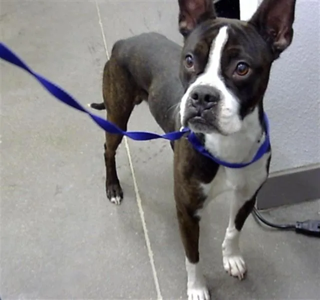 An adult large-sized male Boston Terrier dog named Mambo Five for adoption in Mesa, AZ
