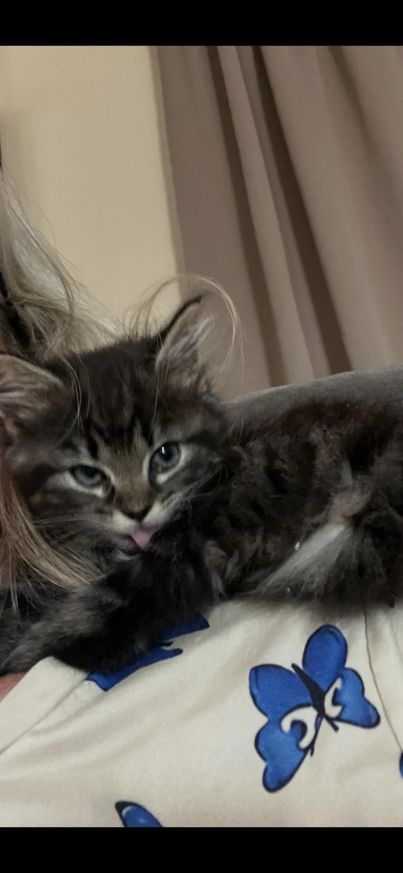 A baby small-sized female Domestic Medium Hair cat named Fuzzball for adoption in Odenton, MD