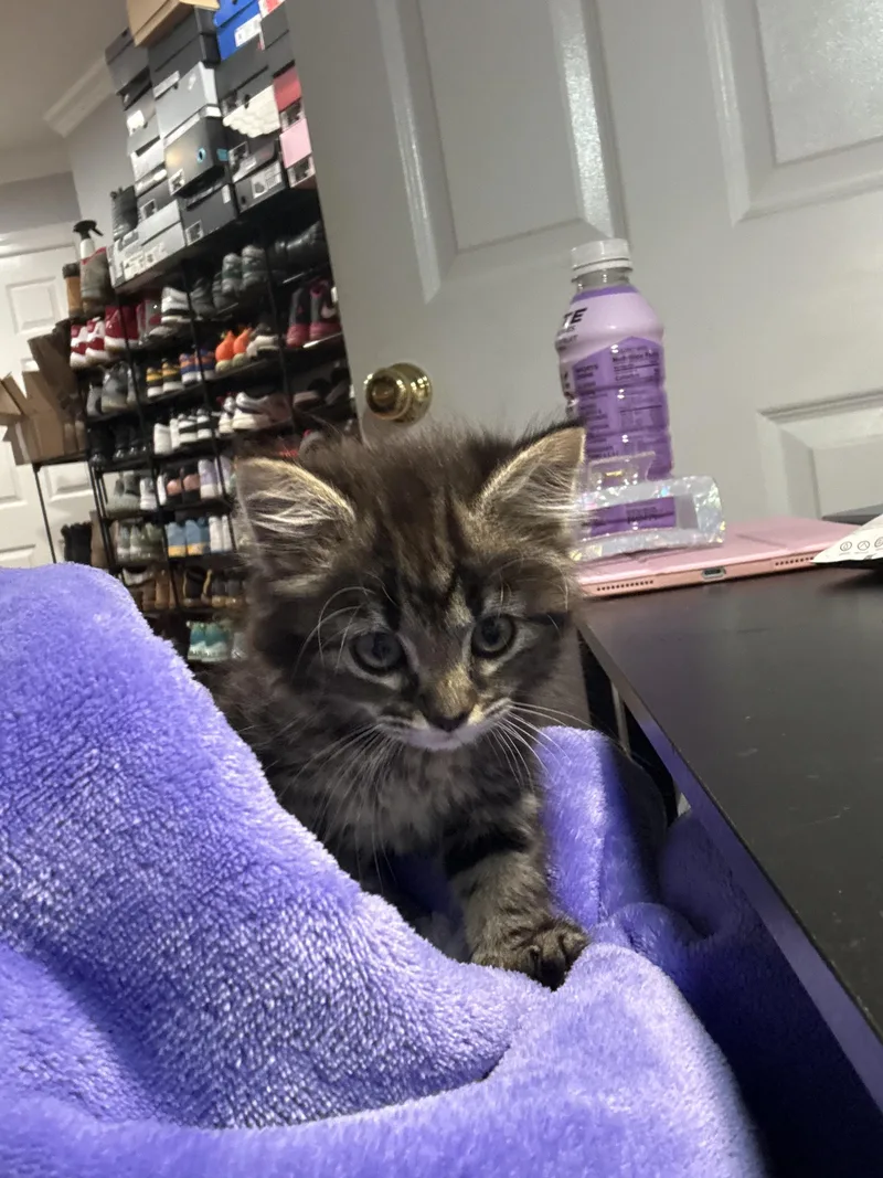 Fuzzball thumbnail 2