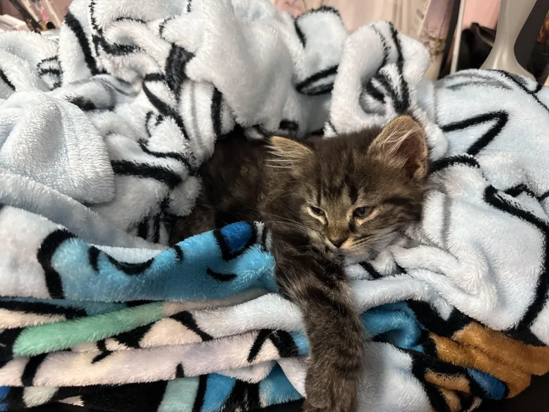 Fuzzball thumbnail 3