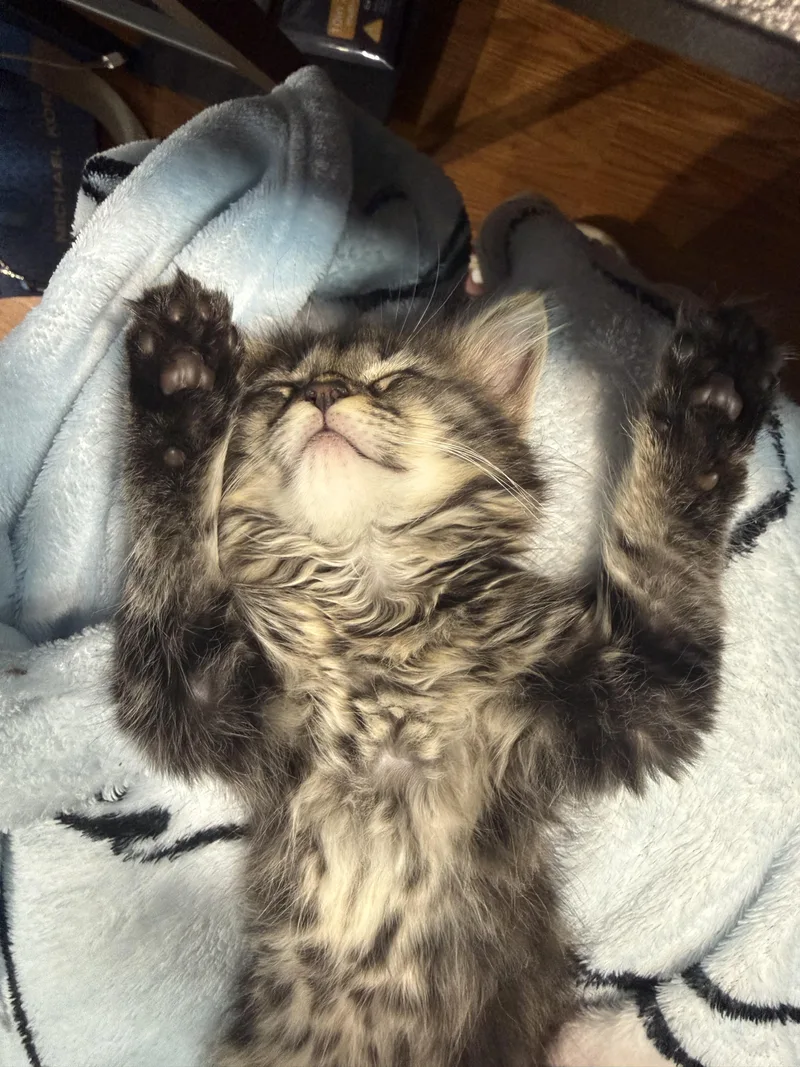 Fuzzball thumbnail 4