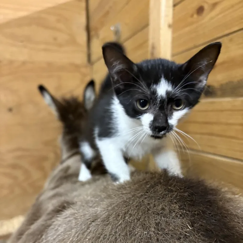 A baby small-sized male Domestic Short Hair cat named Newton for adoption in Odenville, AL
