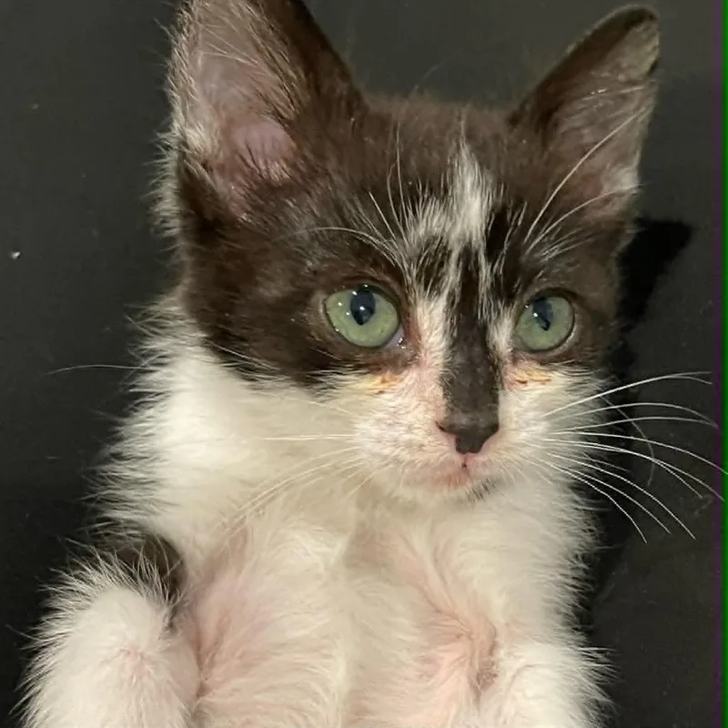 A baby small-sized male Black Domestic Short Hair cat named Tiny Tim Shaw for adoption in Eagle Mountain, UT