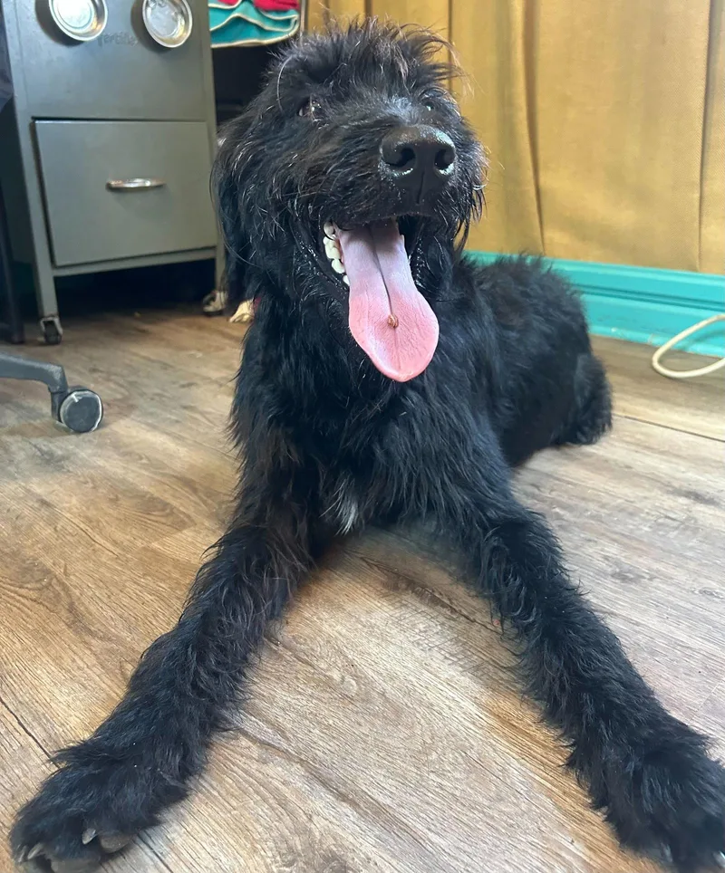 An adult large-sized male Poodle dog named Meatball Mar for adoption in Pacolet, SC
