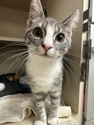 Peanut