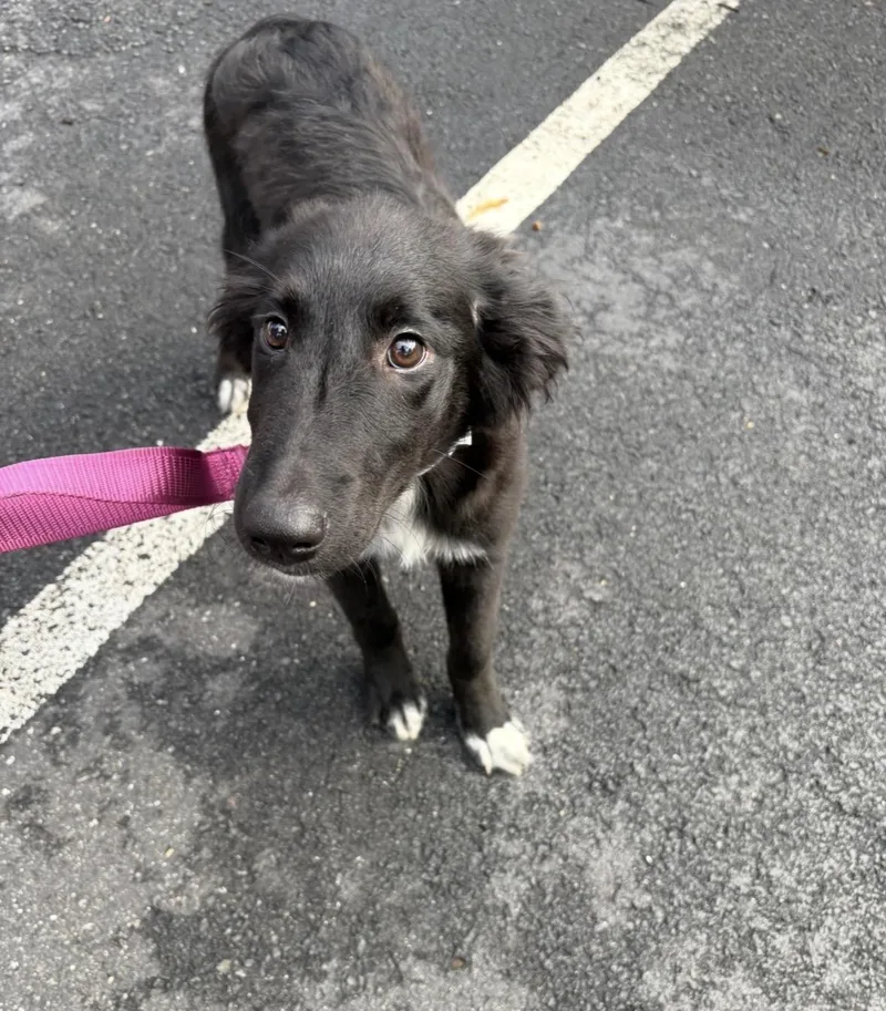 A baby medium-sized male Border Collie dog named Jack for adoption in Hamilton, NJ