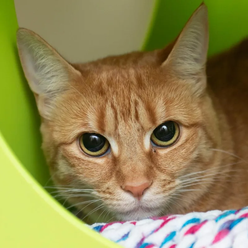 A young medium-sized female Orange / Red Domestic Short Hair cat named Pepper for adoption in Middletown, RI