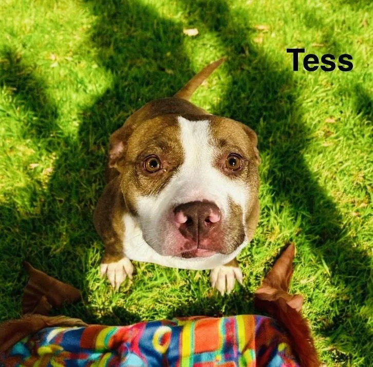 Tess