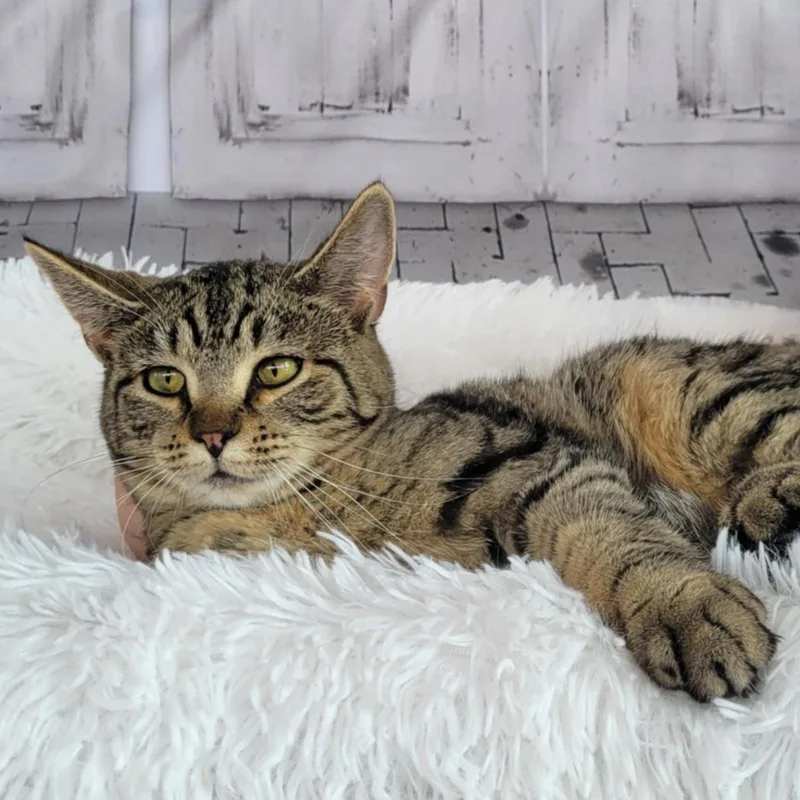 Wonder Woman thumbnail 2