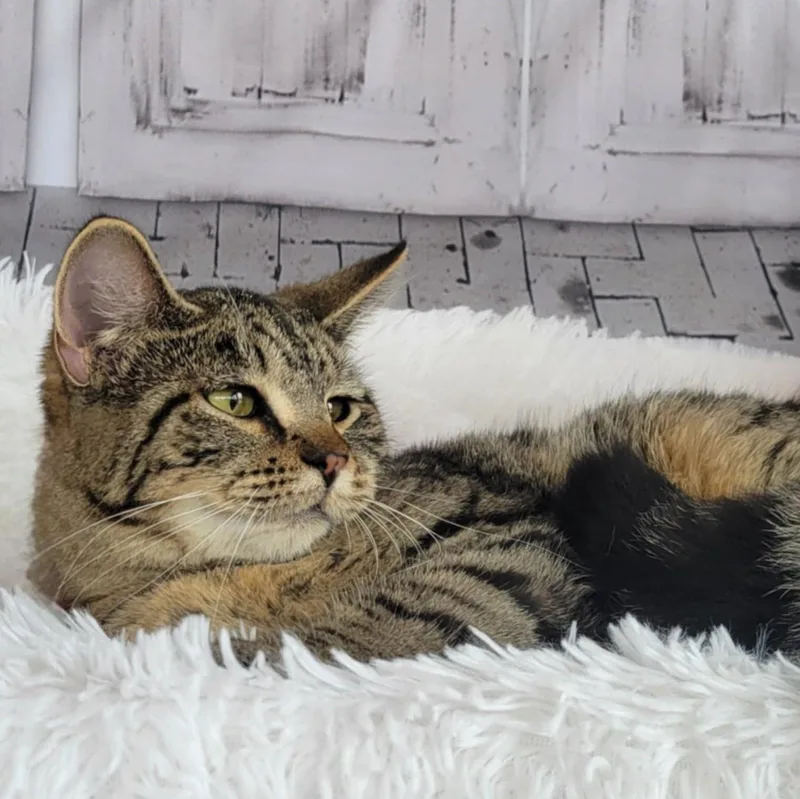 Wonder Woman thumbnail 3