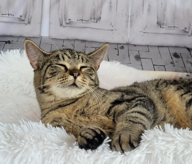 Wonder Woman thumbnail 4