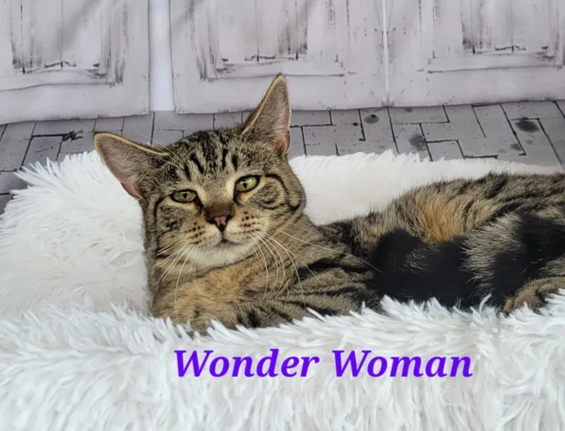 Wonder Woman thumbnail 5
