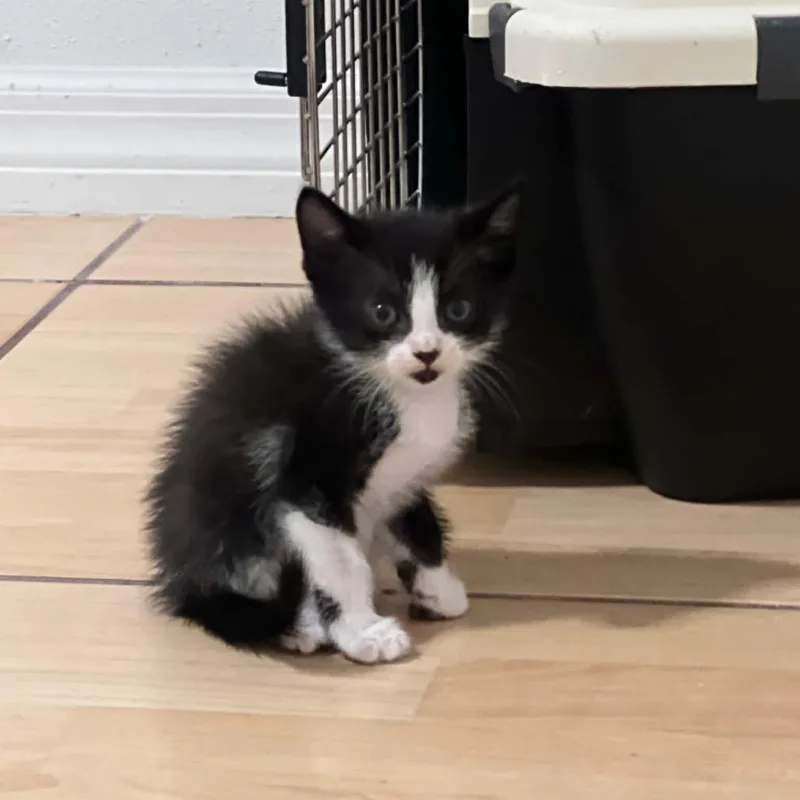 A baby small-sized male Black Domestic Short Hair cat named Tommy for adoption in Seminole, FL