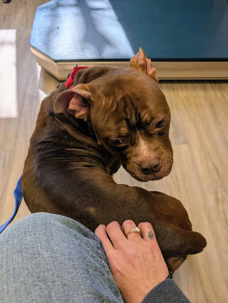 Tater Tot thumbnail 2